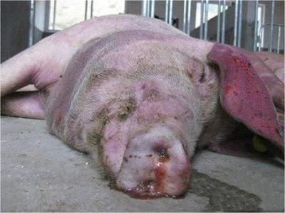 豬咳嗽喘氣總治不好？專家教你一招，科學治愈呼吸道疾病